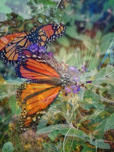 Mirinda’s photography and jewelry 