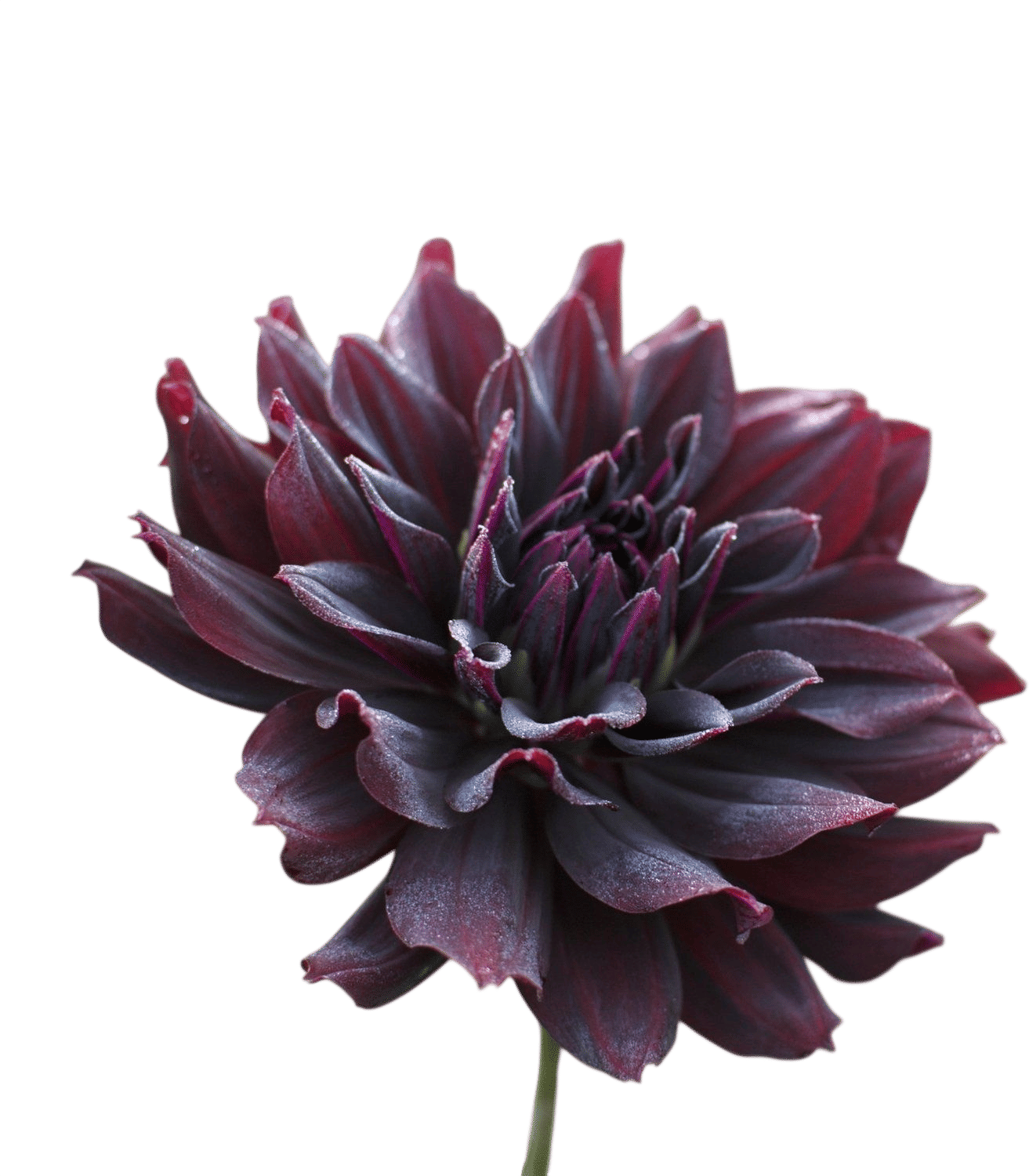 Rip City Dahlia Tubers