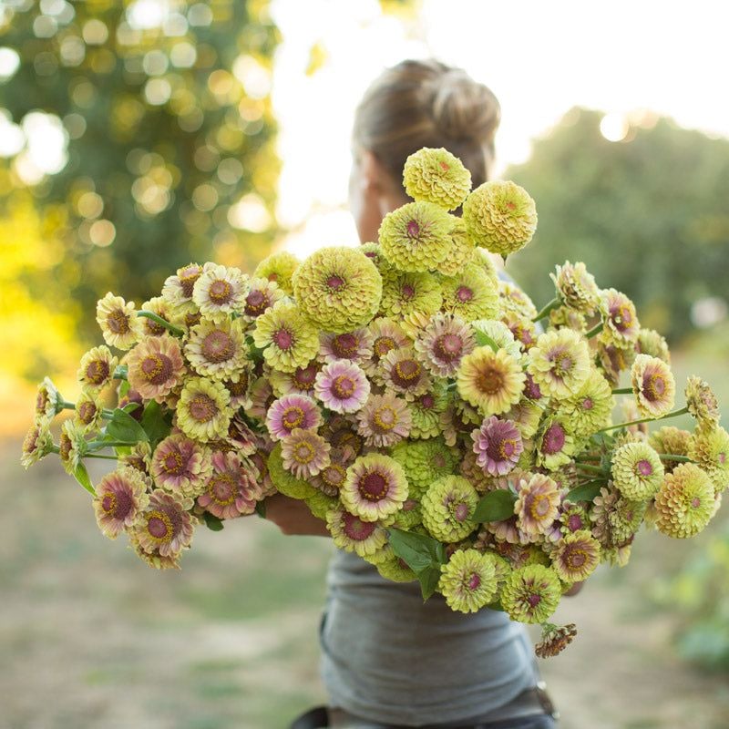Zinnia Queen Lime Blush (Floret Library)