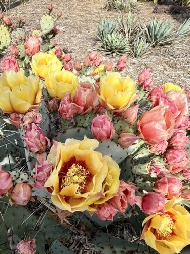 huntington library and gardens