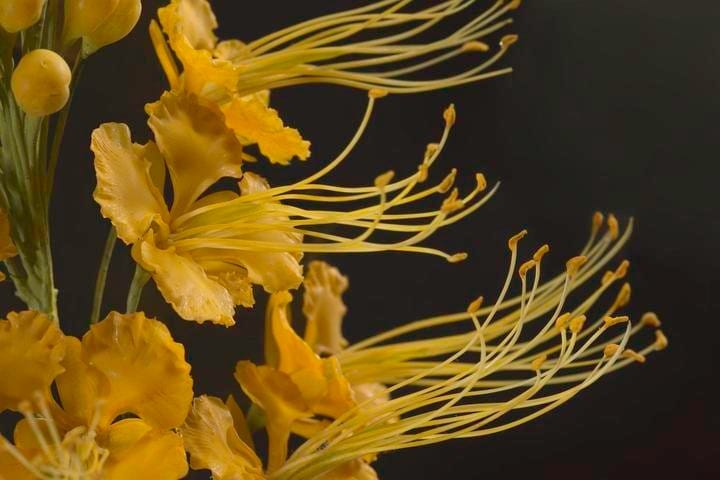 The Glass Flowers at the Harvard Museum of Natural History