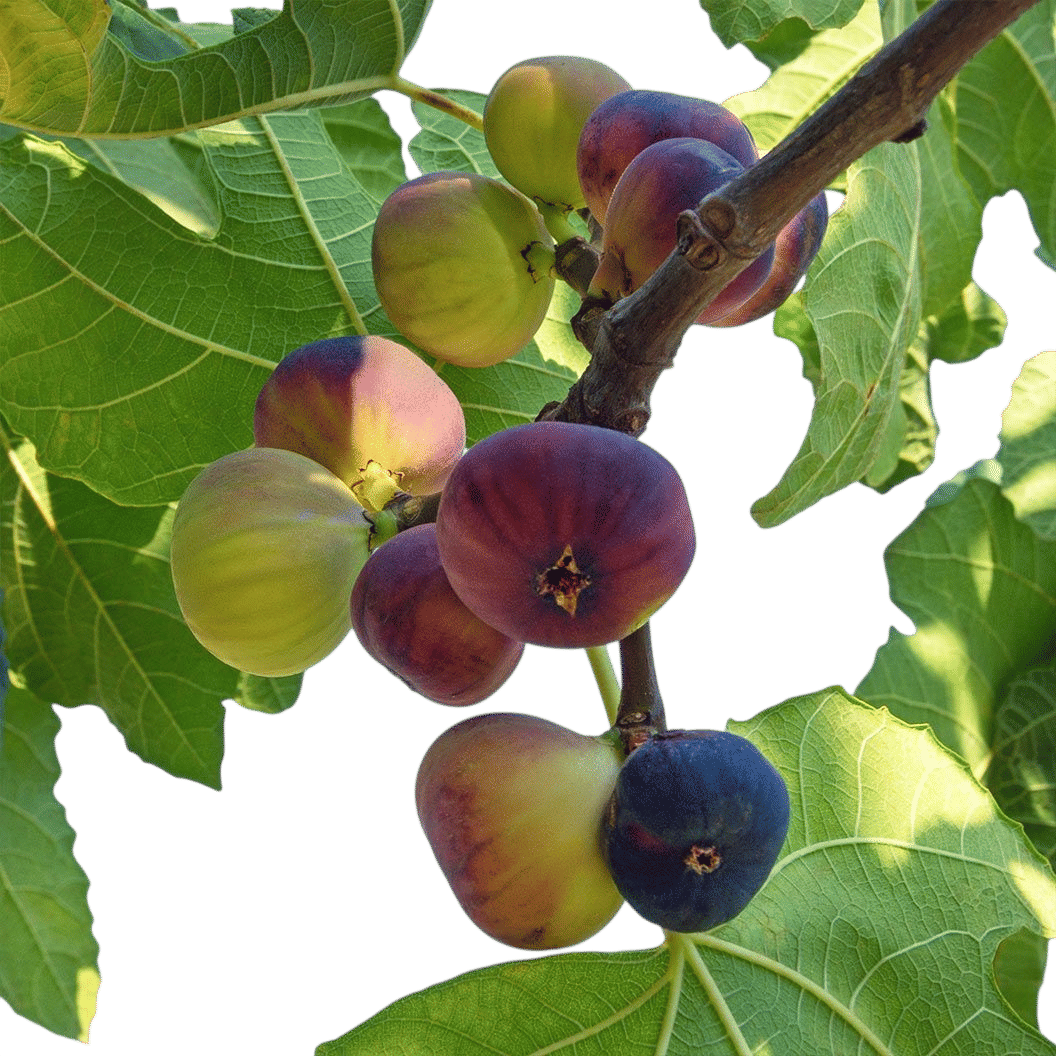 Violette de Bordeaux Fig Tree 