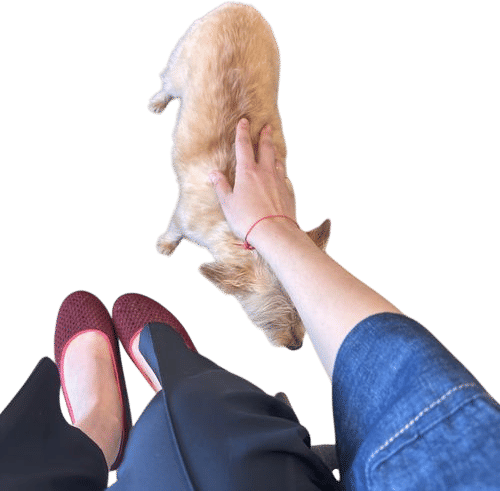 dog friendly offices