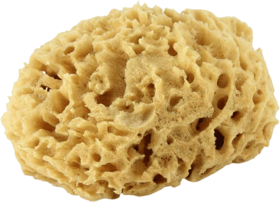Sea Wool Sponge