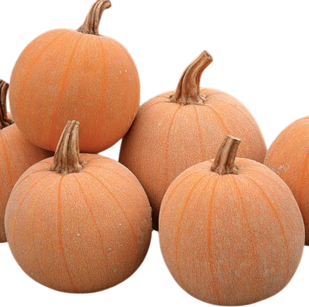 Winter Luxury Squash