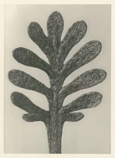 Achillea Umbellata (Yarrow) (Karl Blossfeldt, c. 1928)