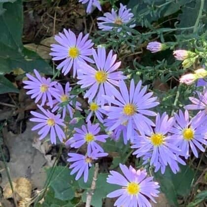 Keystone Plants - Homegrown National Park - Native Plants