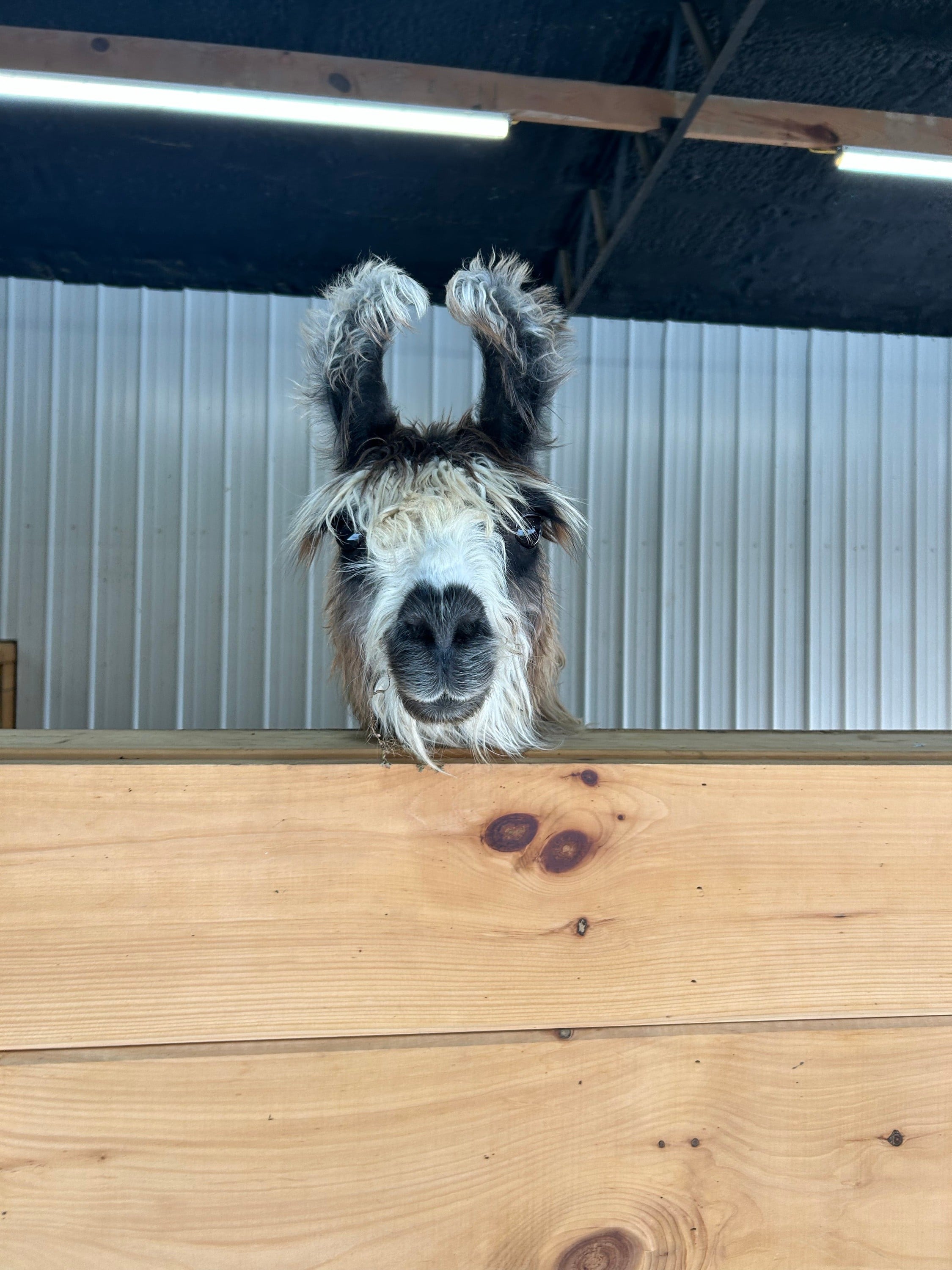 Ellaberry Llama Farm