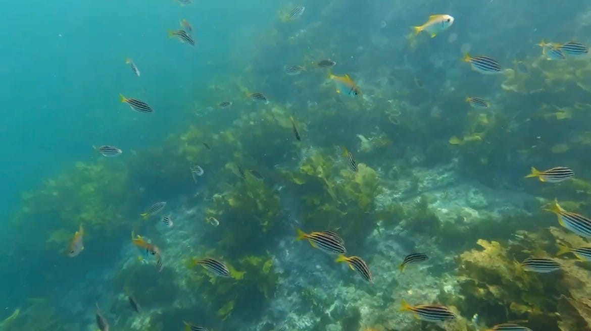 If you can, try diving 🐠