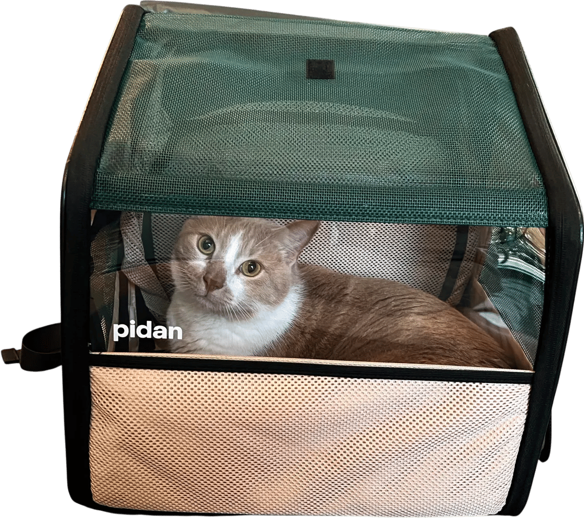 The 7 Best Backpack Cat Carriers