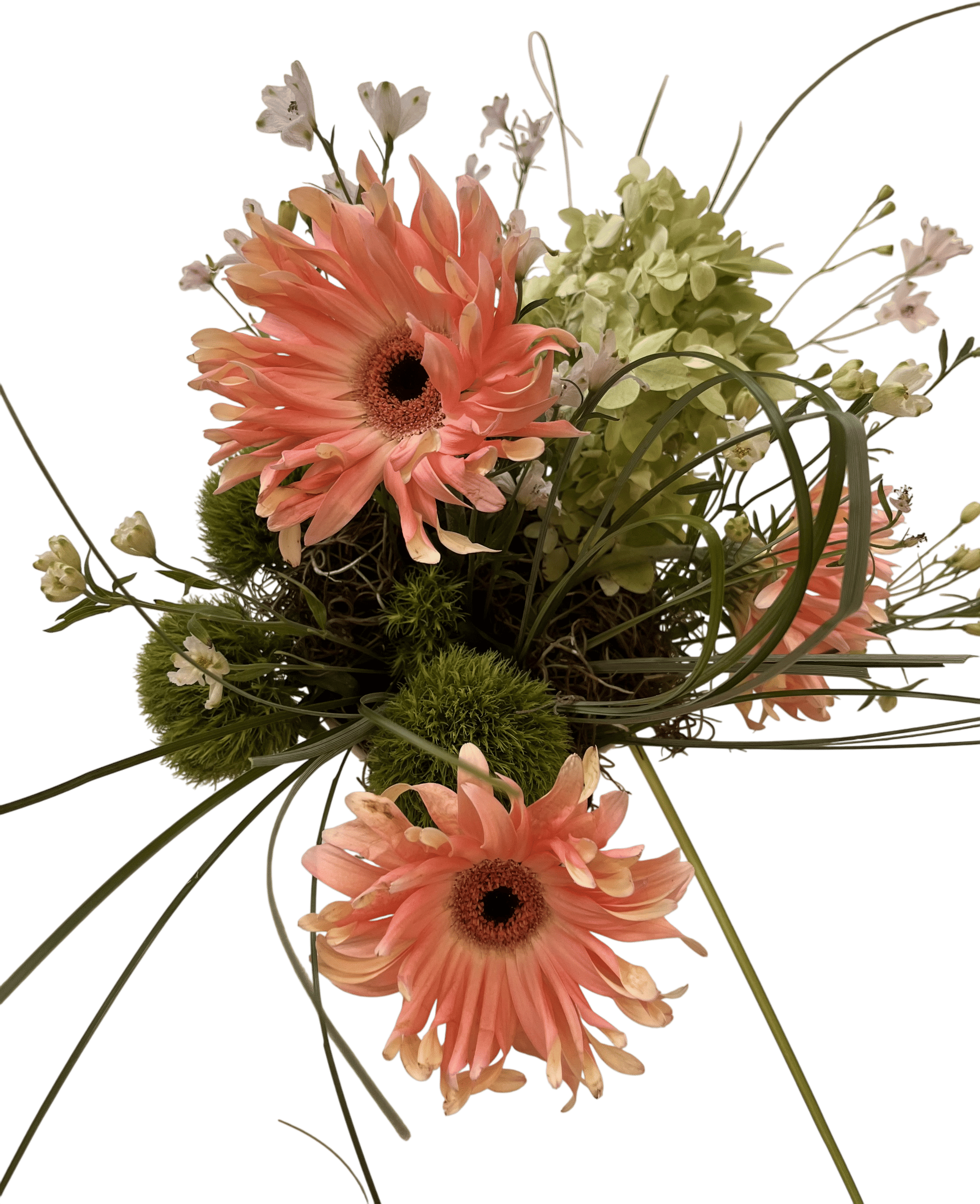 Gerbera - Saar Variety