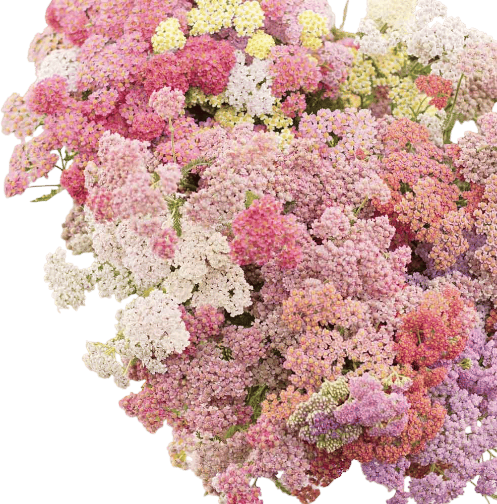 Yarrow Seeds - Colorado Mix