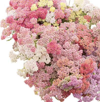 Yarrow Seeds - Colorado Mix