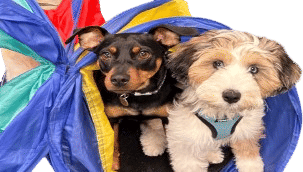 Kate Perry - Dog Trainer Opens New Outpost