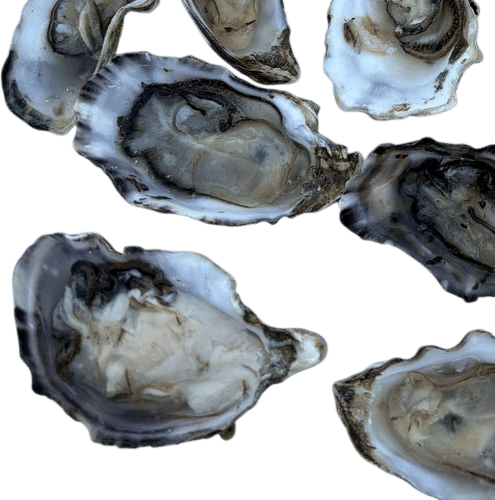 oyster fridays