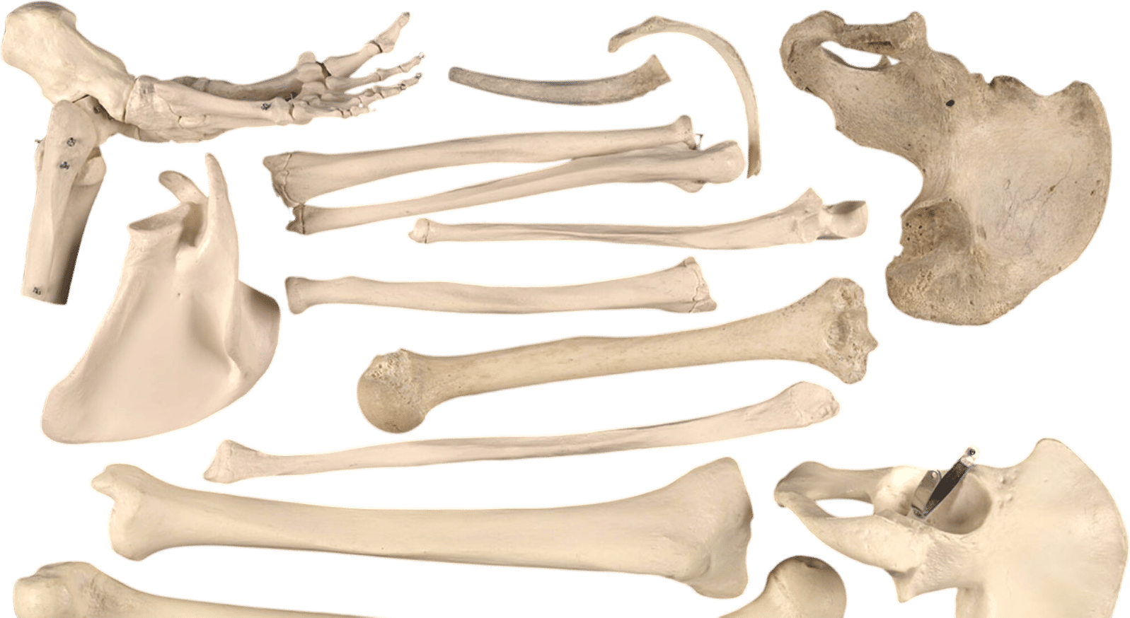 Bones