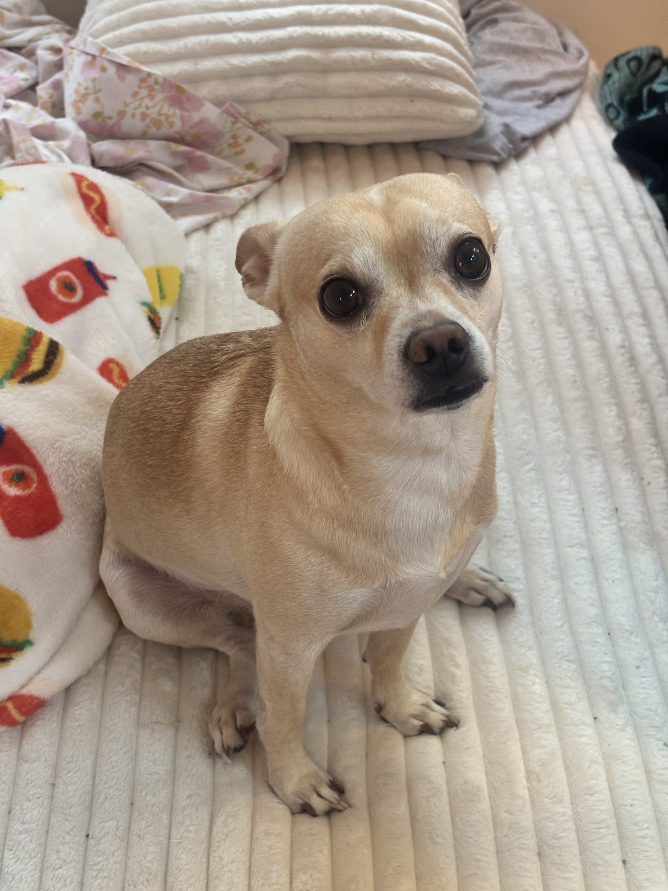 House monster (chihuahua)