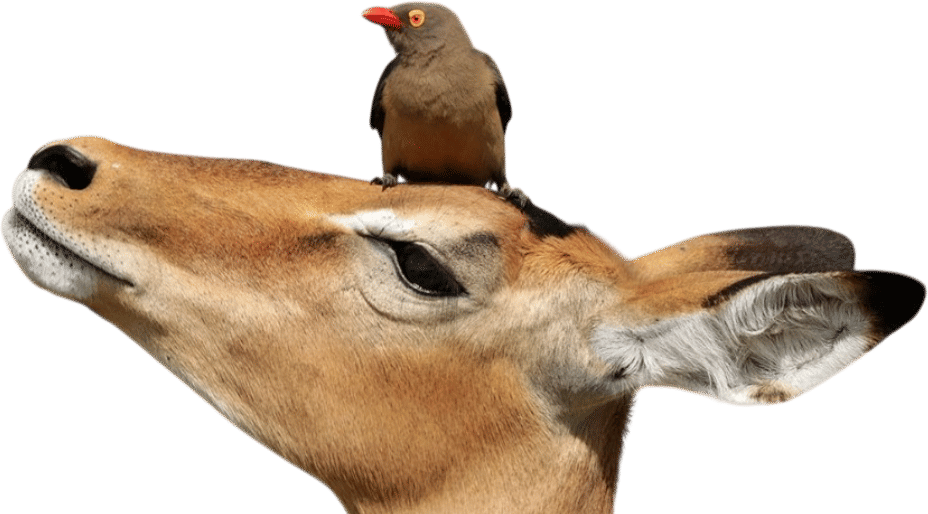 Symbiosis