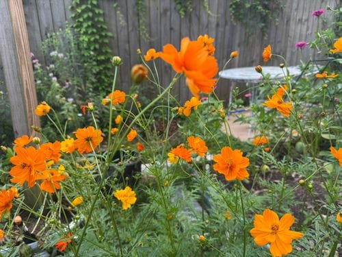 Diablo Cosmos Seeds