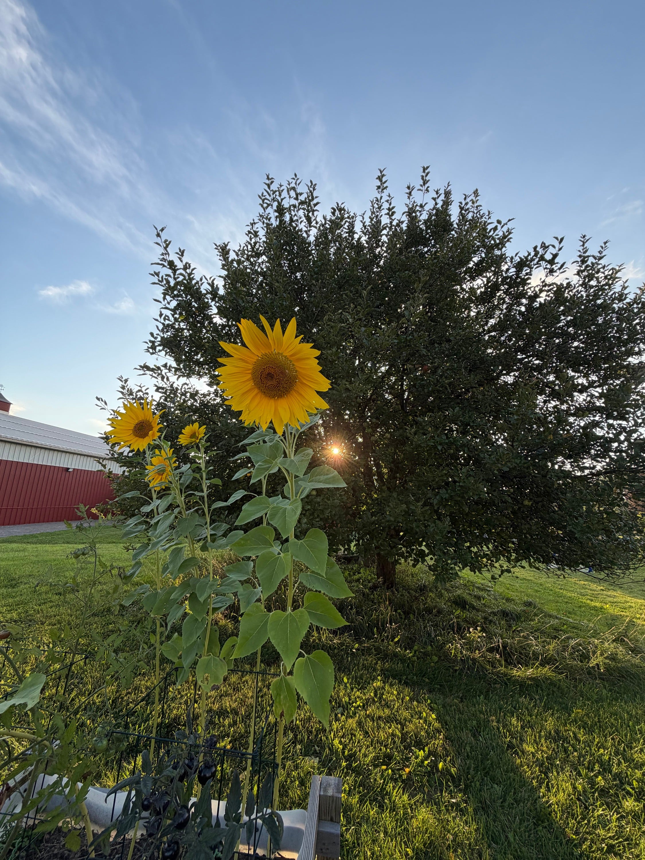 Planting sunflowers