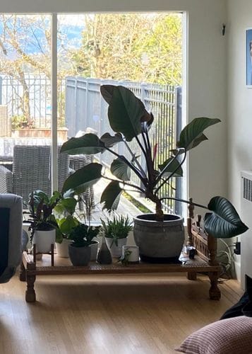 a display bed for your plants preferably teak