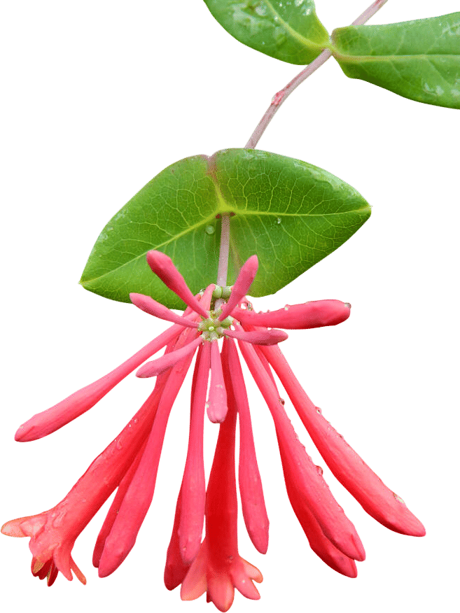 Coral Honeysuckle