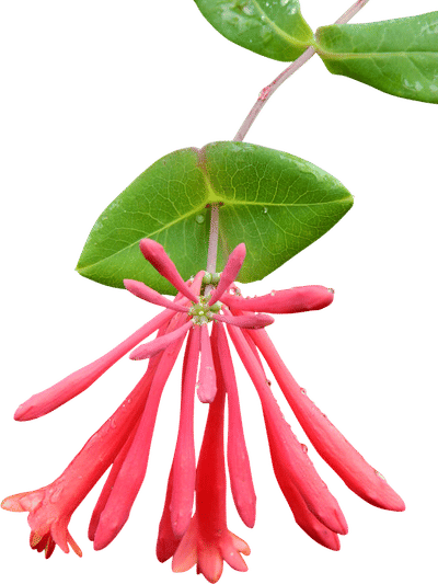 Coral Honeysuckle