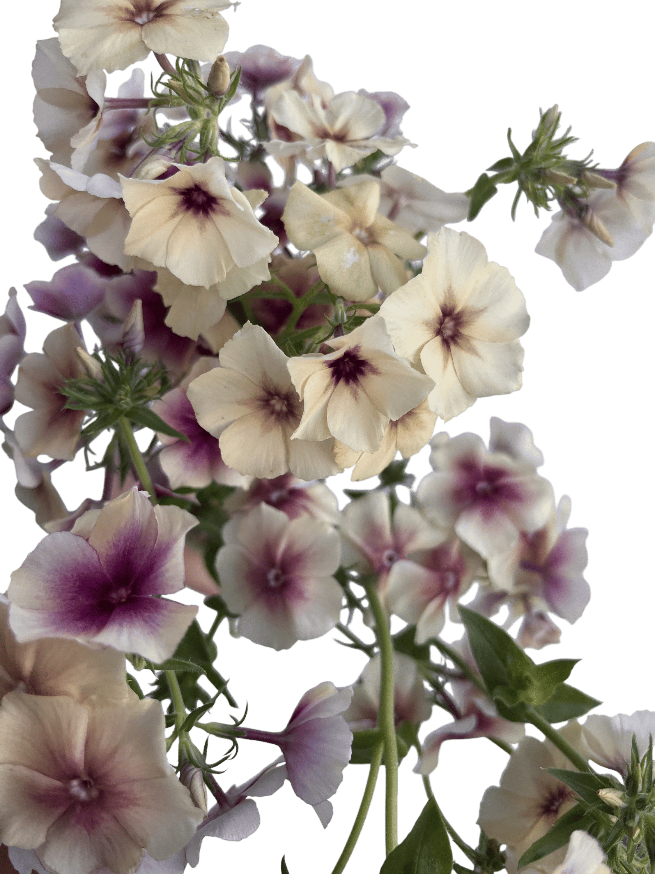 Crème Brûlée Phlox