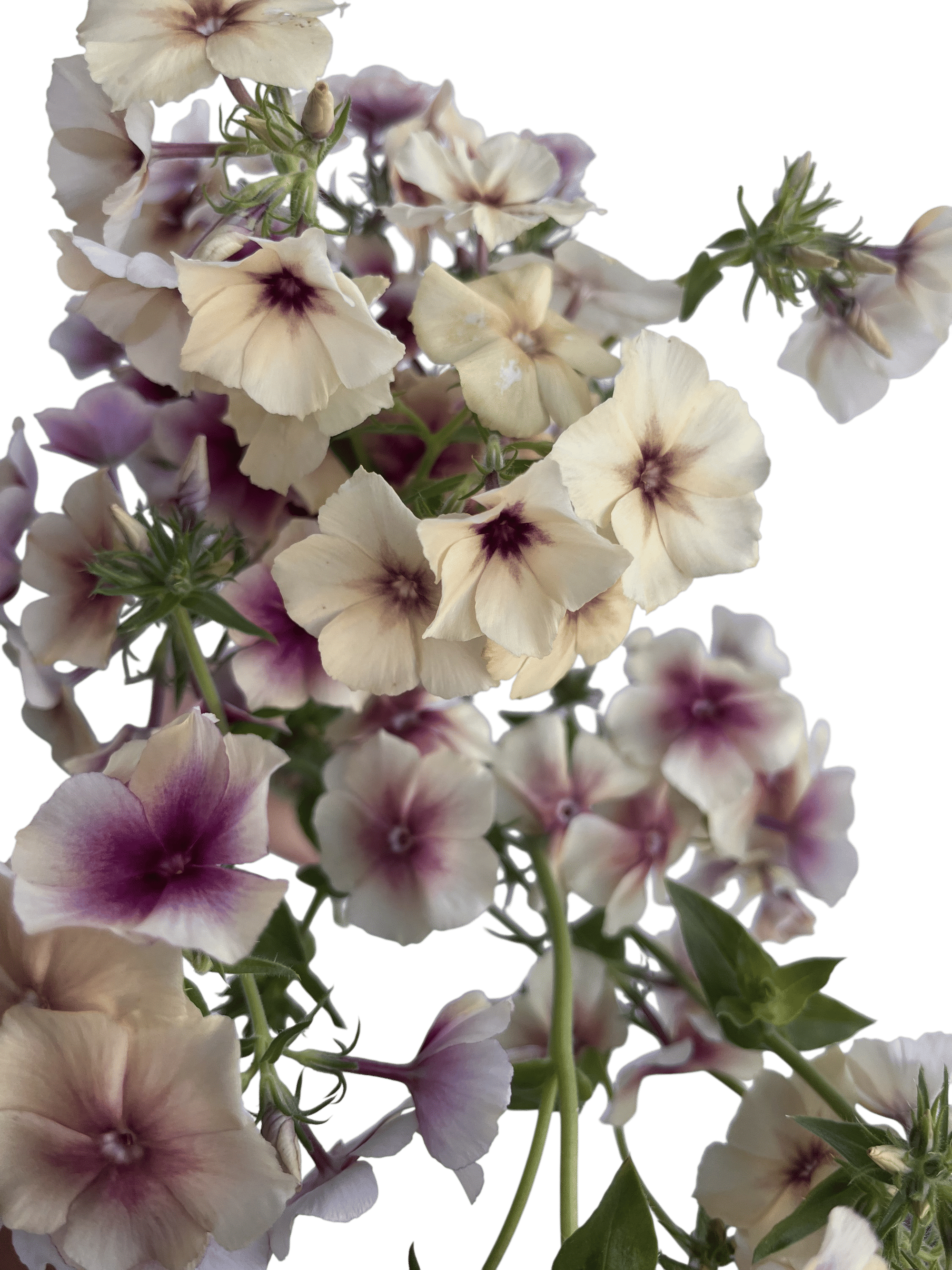 Crème Brûlée Phlox