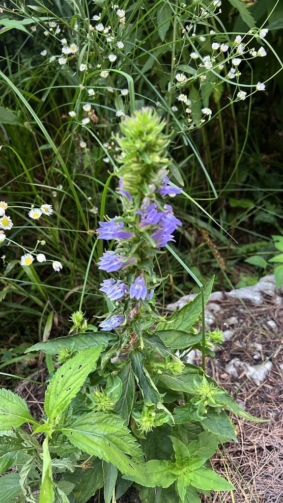 Great Blue Lobelia