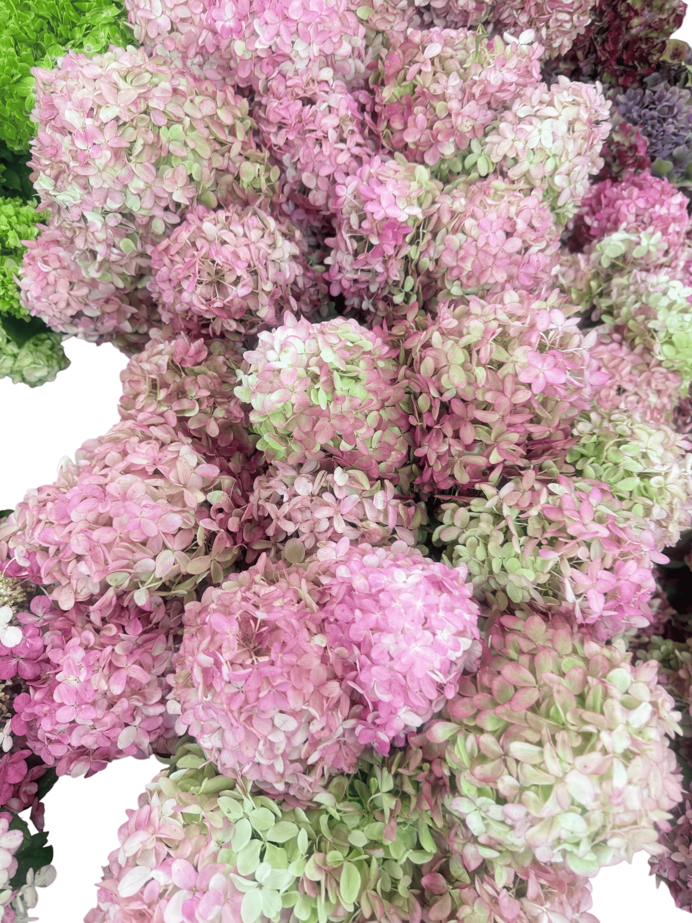 Panicled Hydrangea