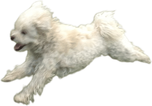 Zuchon