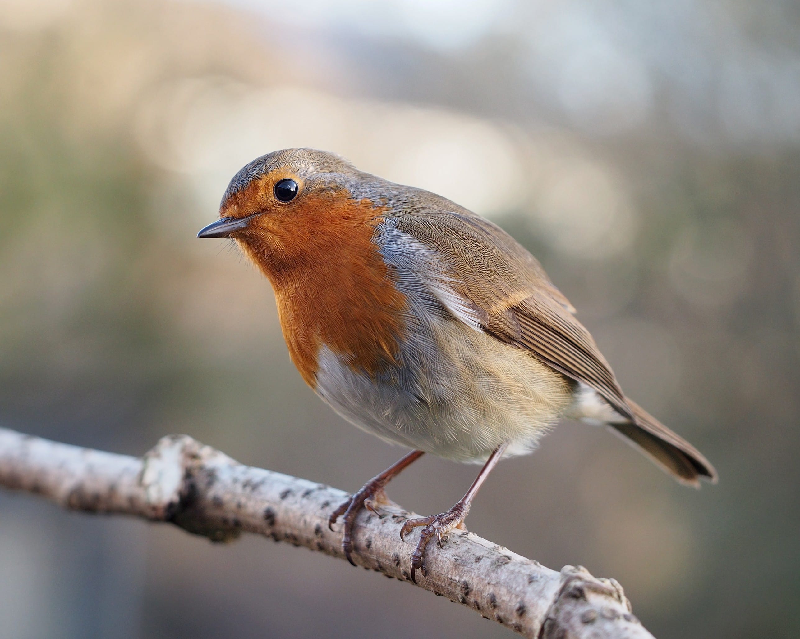 Robin red breast