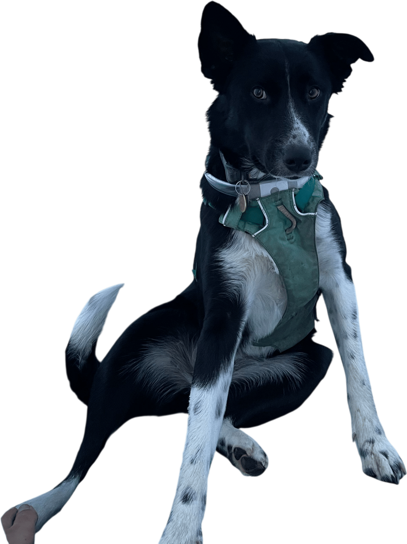 Pet Insurance, Boundaries, Vet the Situation