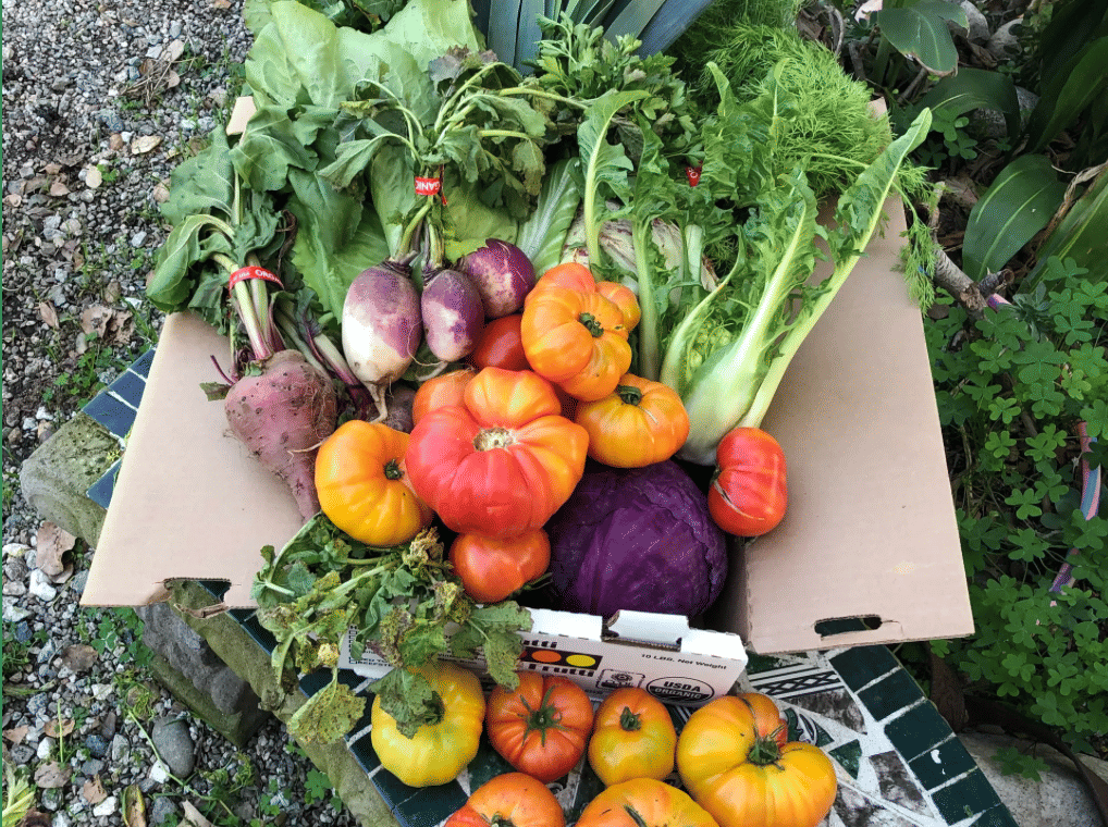 Best Bang for Your Buck CSA Box