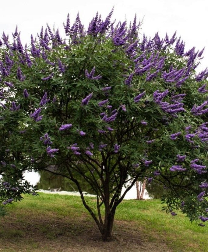 texas lilac