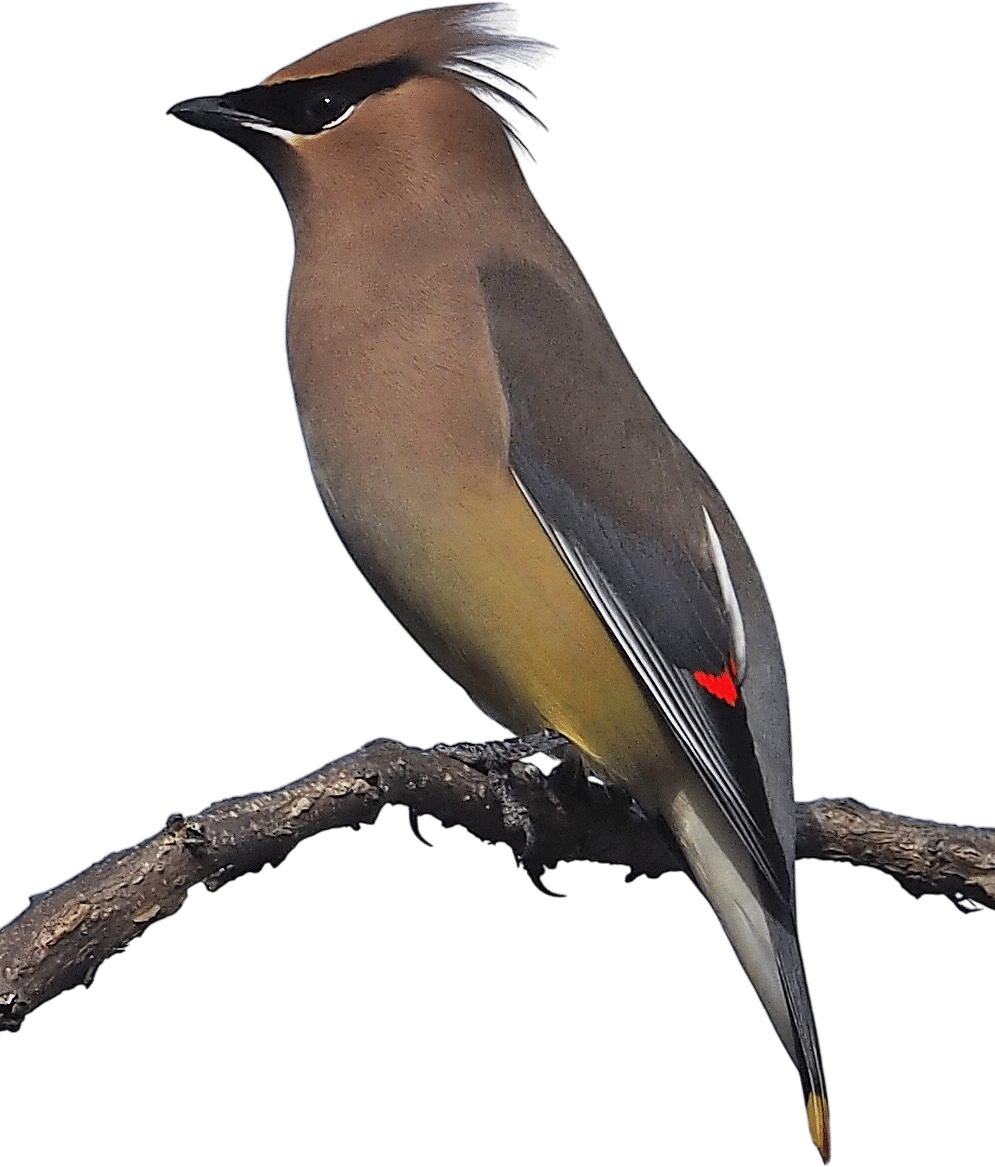 Cedar Waxwing