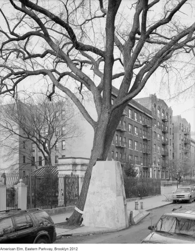 New York Arbor