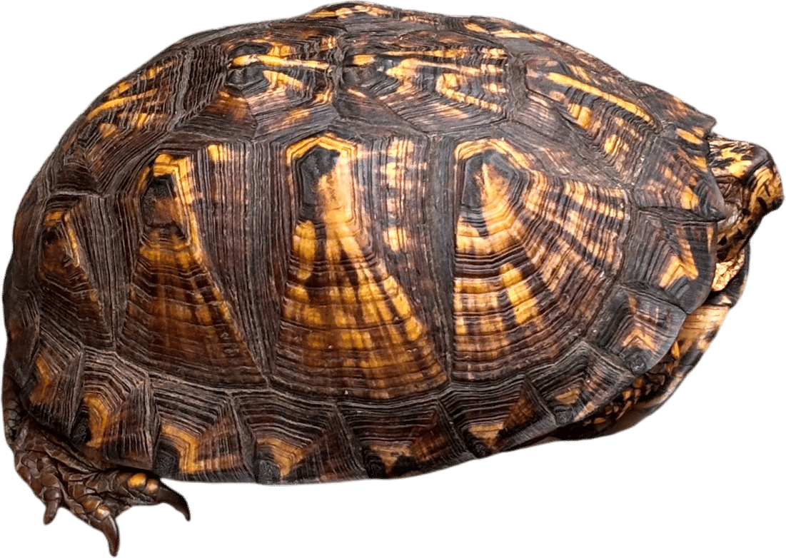 Helping turtles cross the road