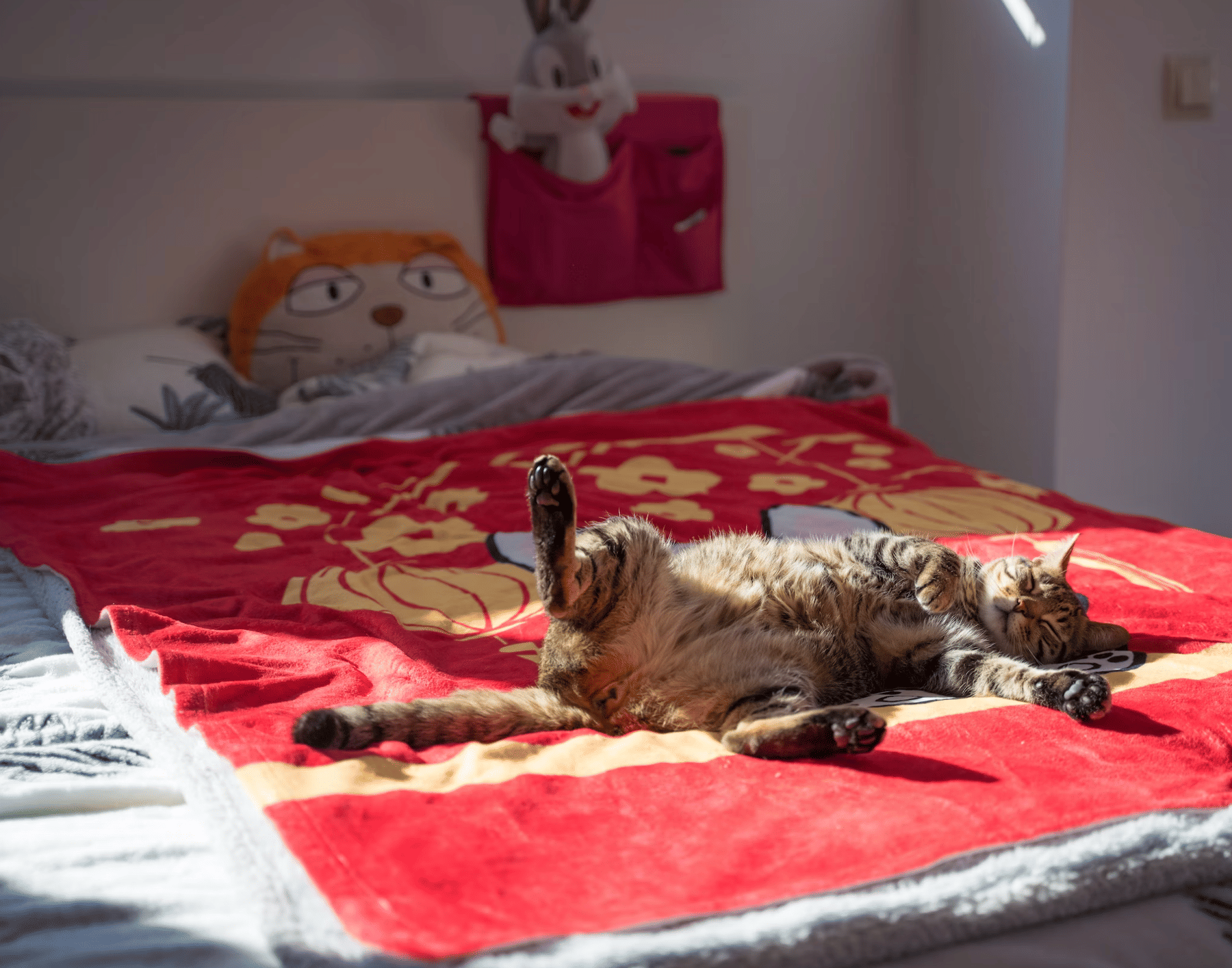 Cats sleeping in the bed with you