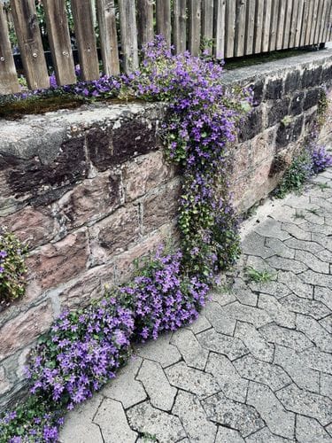 Flowers reclaiming the land