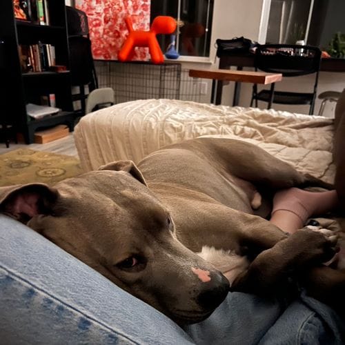 Puppy Dog