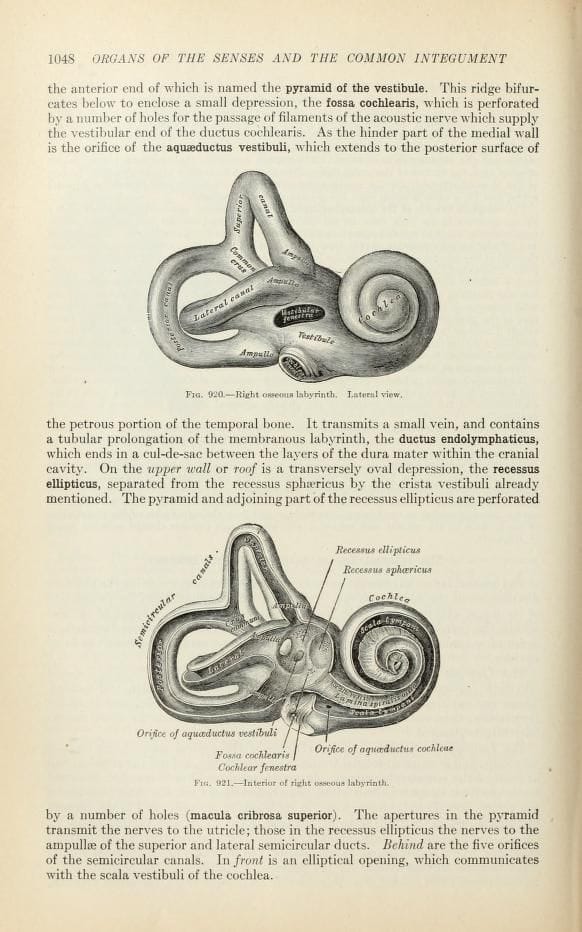 Anatomy of the Human Body