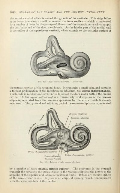 Anatomy of the Human Body