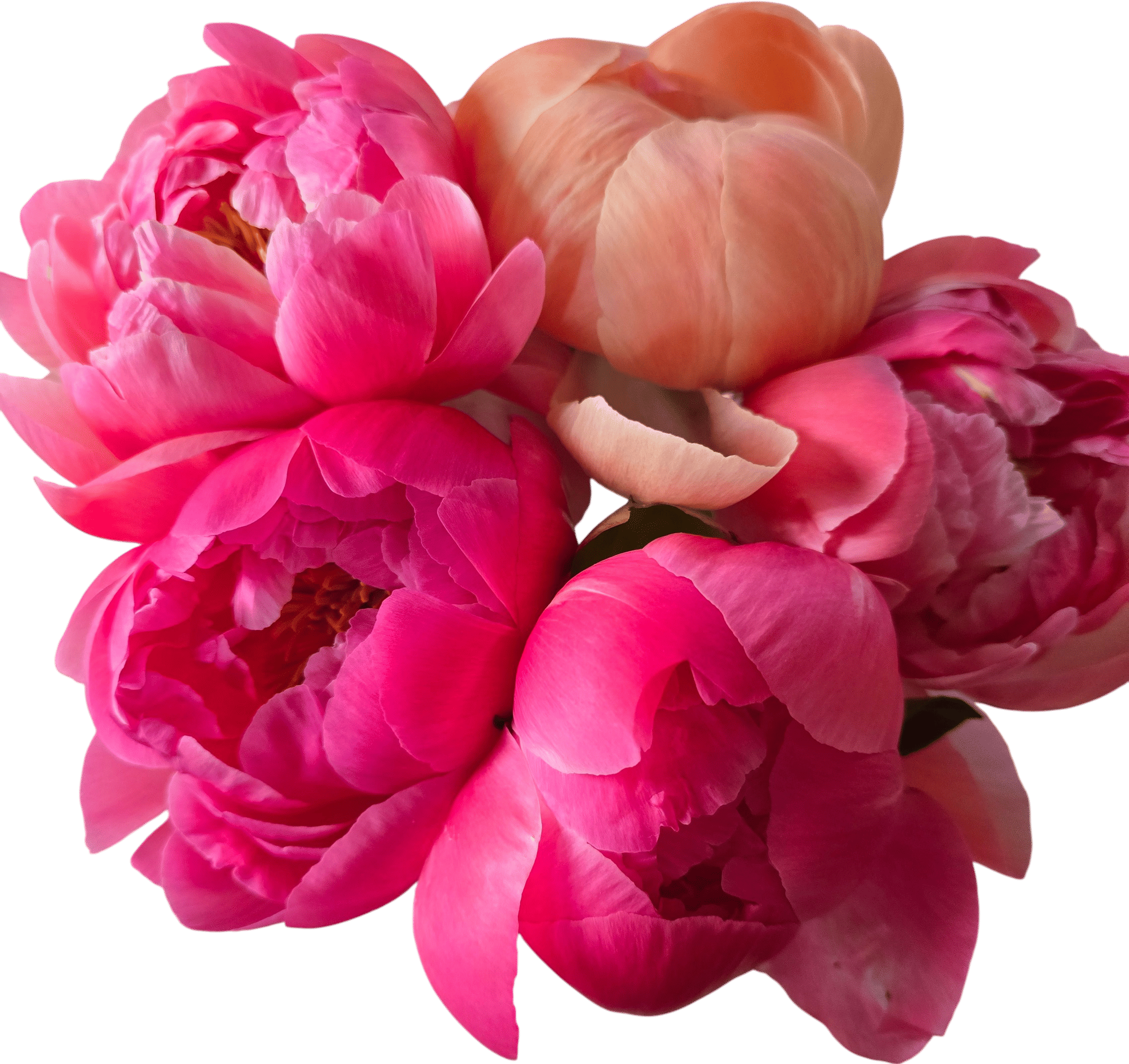 All the Trader Joe's peonies