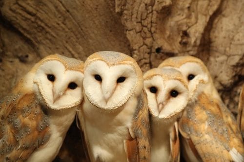 Barn Owls