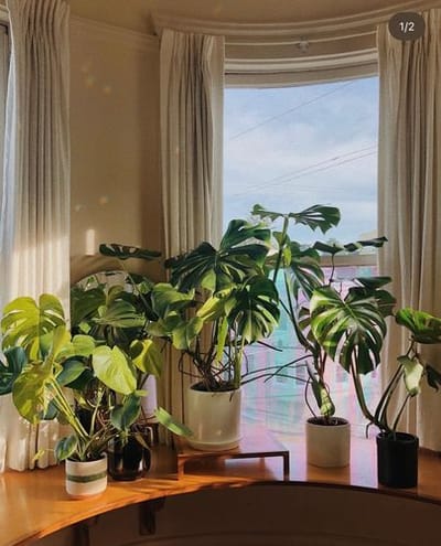 Monstera deliciosa