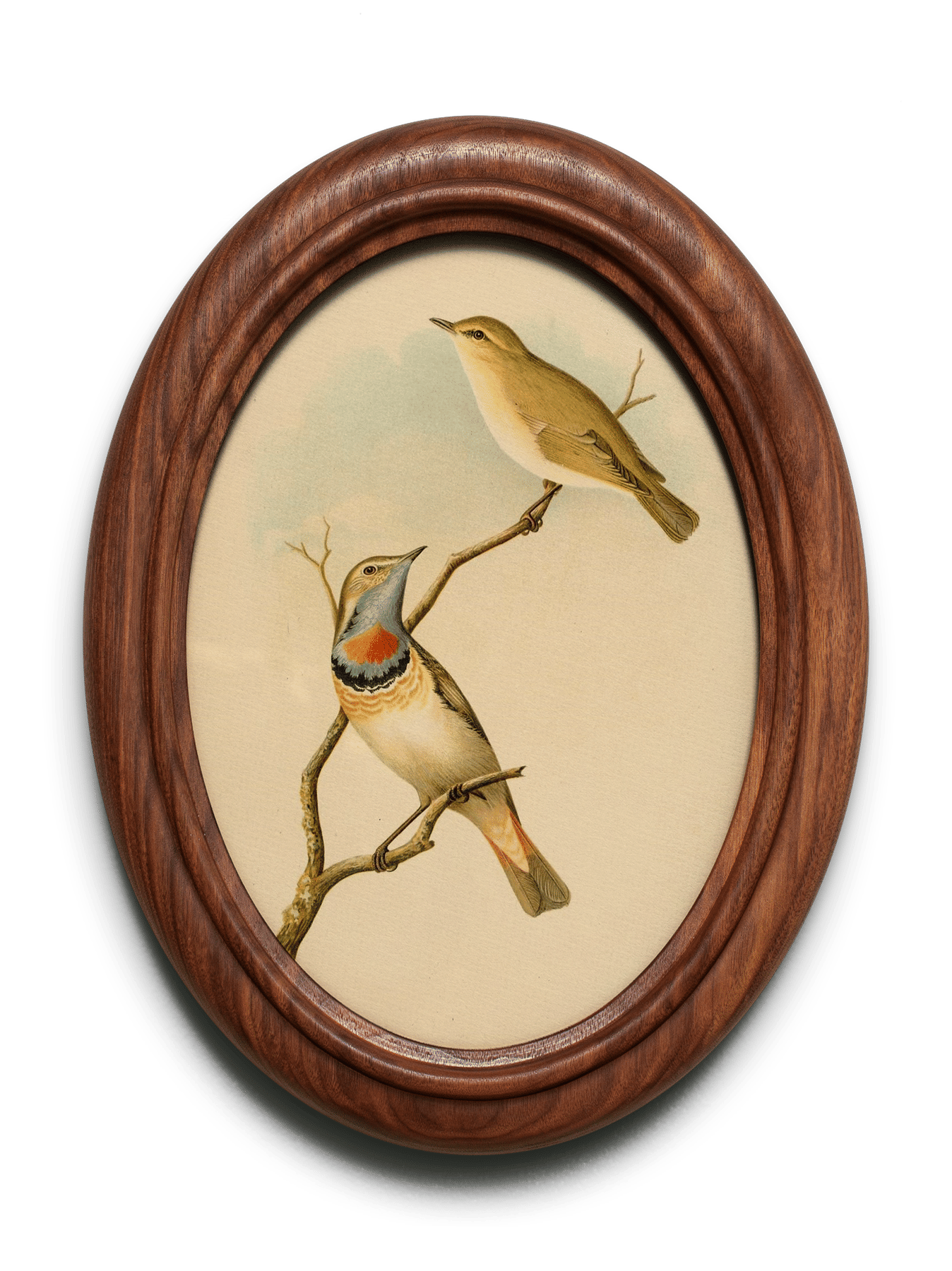 Warbler