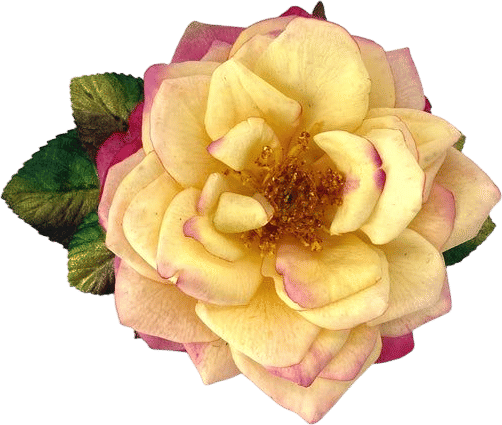 Huntington's 100th Centennial Rose Pin