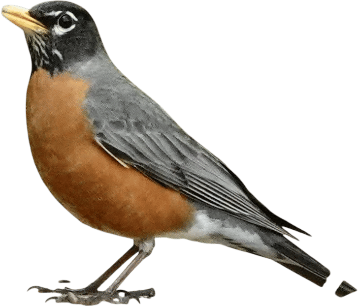 the humble American Robin